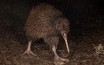 North Island brown kiwi | Kiwi-nui. Adult. Hauturu / Little Barrier Island, July 2019. Image © Shaun Lee by Shaun Lee.