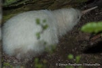 North Island brown kiwi | Kiwi-nui. Juvenile white morph. Hauturu / Little Barrier Island, March 2006. Image © Simon Fordham by Simon Fordham.