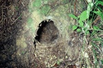 North Island brown kiwi | Kiwi-nui. Burrow. Waitangi State Forest, Northland, May 1981. Image © Department of Conservation ( image ref: 10031173 ) by Lynn Harris, Department of Conservation .