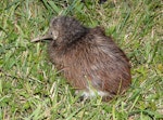 North Island brown kiwi | Kiwi-nui. Juvenile. Hauturu / Little Barrier Island, February 2015. Image © Alan Tennyson by Alan Tennyson.