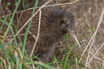 North Island brown kiwi | Kiwi-nui. Juvenile. Hauturu / Little Barrier Island, July 2019. Image © Shaun Lee by Shaun Lee.