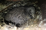 North Island brown kiwi | Kiwi-nui. Adult within sleeping burrow. Te Puia, Hawke's Bay, May 2014. Image © Adam Clarke by Adam Clarke.