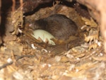 North Island brown kiwi | Kiwi-nui. Chick and egg in nest. Hauraki Gulf island, September 2011. Image © Sarah Jamieson by Sarah Jamieson.