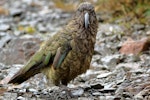 Kea. Adult. Otira Saddle, Arthur's Pass, March 2016. Image © Rob Lynch by Rob Lynch.