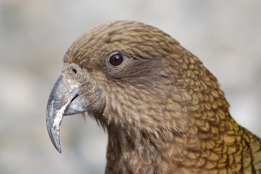 Kea. Adult male. Arthur's Pass, August 2012. Image © Corey Mosen by Corey Mosen.