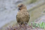 Kea. Adult male. Upper Kowhai Stream, Seaward Kaikoura Range, November 2012. Image © Mark Fraser by Mark Fraser.