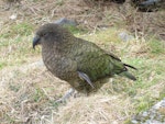 Kea. Adult female. Arthur's Pass, September 2011. Image © James Mortimer by James Mortimer.