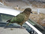 Kea. Adult with feathers fluffed up. Arthur's Pass, September 2011. Image © James Mortimer by James Mortimer.