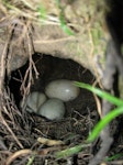 North Island brown kiwi | Kiwi-nui. Nest with 3 eggs. Hauraki Gulf island, November 2010. Image © Sarah Jamieson by Sarah Jamieson.