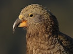 Kea. Juvenile. Fox Glacier lookout, March 2023. Image © Glenn Pure by Glenn Pure.