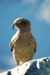 Kea. Juvenile male. Mt Cook National Park, January 2009. Image © Corey Mosen by Corey Mosen.