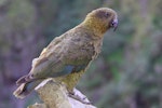 Kea. Adult at Hutton's shearwater colony. Upper Kowhai Stream, Seaward Kaikoura Range, December 2011. Image © Mark Fraser by Mark Fraser.