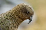 Kea. Close view of adult head in profile. Haast Pass, December 2005. Image © Craig McKenzie by Craig McKenzie.