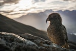 Kea. Juvenile male. Ben Lomond, Queenstown, November 2018. Image © Brandon Dasher by Brandon Dasher.