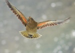 Kea. Juvenile in flight showing underwing. Arthur's Pass, August 2008. Image © Suzi Phillips by Suzi Phillips.