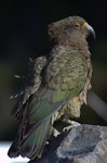 Kea. Juvenile female. Arthur's Pass, August 2012. Image © Corey Mosen by Corey Mosen.