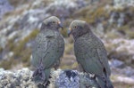 Kea. Juveniles. Nelson Lakes National Park, January 2009. Image © Corey Mosen by Corey Mosen.