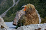 Kea. Juvenile with yellow eyelids & ceres. Deaths Corner Lookout, Arthur's Pass, May 2015. Image © Shellie Evans by Shellie Evans.