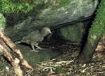 Kea. Juvenile outside nest hole. Tutoko high bench, Fiordland National Park, January 1978. Image © Department of Conservation (image ref: 10042130) by Rod Morris, Department of Conservation.