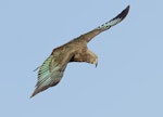 Kea. Juvenile in flight. Fox Glacier lookout, March 2023. Image © Glenn Pure by Glenn Pure.