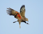 Kea. Juvenile in flight. Fox Glacier lookout, March 2023. Image © Glenn Pure by Glenn Pure.