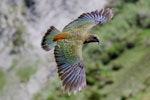 Kea. Dorsal view of adult in flight. Upper Kowhai Stream, Seaward Kaikoura Range, December 2011. Image © Mark Fraser by Mark Fraser.