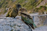 Kea. Juvenile (right) receiving reassurance from adult. Deaths Corner Lookout, Arthur's Pass, May 2015. Image © Shellie Evans by Shellie Evans.