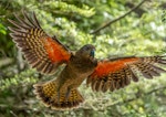 Kea. Adult in flight, ventral view. Orana Wildlife Safari Park, November 2020. Image © Nicole Baker by Nicole Baker.