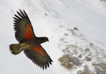 Kea. Juvenile in flight. Nelson Lakes National Park, August 2011. Image © Corey Mosen by Corey Mosen.