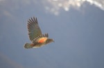 Kea. Adult male in flight showing underwing. Kahurangi National Park, May 2011. Image © Corey Mosen by Corey Mosen.