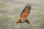 Kea. Juvenile in flight showing underwing. Mt Cook National Park, January 2008. Image © Corey Mosen by Corey Mosen.