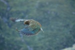 Kea. Dorsal view of juvenile male in flight. Mt Cook National Park, January 2008. Image © Corey Mosen by Corey Mosen.