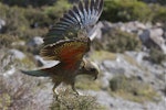 Kea. Juvenile with wings extended landing on coprosma. Arthur's Pass, March 2014. Image © Steve Attwood by Steve Attwood.