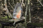 Kea. Juvenile in flight. Routeburn Flats, Mt Aspiring National Park, March 2016. Image © Ron Enzler by Ron Enzler.