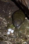 Kea. Adult female at nest with 3 eggs. Nelson Lakes National Park, November 2011. Image © Corey Mosen by Corey Mosen.