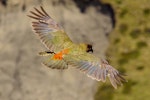 Kea. Adult in flight above Hutton's shearwater colony. Upper Kowhai Stream, Seaward Kaikoura Range, December 2011. Image © Mark Fraser by Mark Fraser.