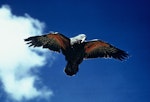 Kea. Adult in flight showing underwing. Image © Department of Conservation (image ref: 10047992) by Department of Conservation.