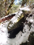 Kea. Nest entrance with snow. Kahurangi National Park, September 2012. Image © Corey Mosen by Corey Mosen.