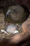 Kea. Adult female with 4-day-old chick and egg. Okarito Reserve, July 2012. Image © Corey Mosen by Corey Mosen.