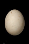 Kea. Egg (42.9 x 33.9 mm). NMNZ OR.030183, collected by John & Carol Feast. Ex captivity (Whitianga), January 1991. Image © Te Papa by Jean-Claude Stahl.