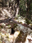 Kea. Nest entrance. Nelson Lakes National Park, September 2009. Image © Corey Mosen by Corey Mosen.