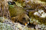 Kea. Juvenile feeding on Celmisia incana. Nelson Lakes National Park, December 1984. Image © Albert Aanensen by Albert Aanensen.