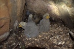 Kea. Adult female with 3 one-month-old chicks. Nelson Lakes National Park, December 2011. Image © Corey Mosen by Corey Mosen.