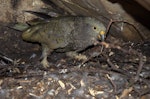 Kea. Fully-feathered chick ready to fledge. Nelson Lakes National Park, January 2012. Image © Corey Mosen by Corey Mosen.