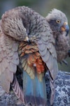 Kea. Juvenile preening rump. Nelson Lakes National Park, January 2009. Image © Corey Mosen by Corey Mosen.