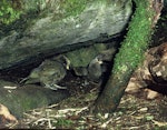 Kea. Adult feeding chicks at nest entrance. Tutoko high bench, Fiordland National Park, January 1977. Image © Department of Conservation (image ref: 10031156) by Rod Morris, Department of Conservation.