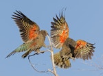 Kea. Two juveniles play-fighting. Fox Glacier lookout, March 2023. Image © Glenn Pure by Glenn Pure.