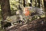 Kea. Two juveniles. Routeburn Flats, Mt Aspiring National Park, March 2016. Image © Ron Enzler by Ron Enzler.