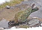 Kea. Adult drinking. Arthur's Pass, January 2007. Image © John Flux by John Flux.