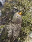 Kea. Juvenile feeding on coprosma berries. Arthur's Pass, March 2014. Image © Steve Attwood by Steve Attwood.